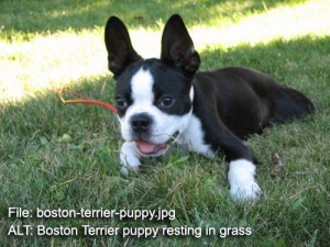 boston-terrier-puppy